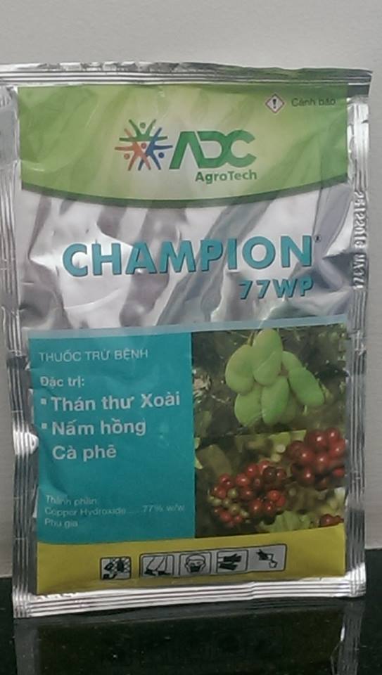 Champion 77wp - Cửa hàng Hoa Hồng Leo Vĩnh Long